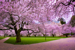 Trees Cherry Blossom Tree