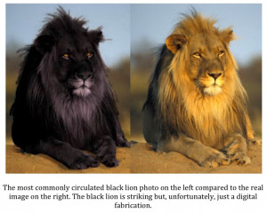 The Black Lion Photo Hoaxes