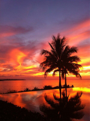 Paradise Palm Trees Sun Sets
