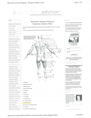 Html Key Diagram Muscular...