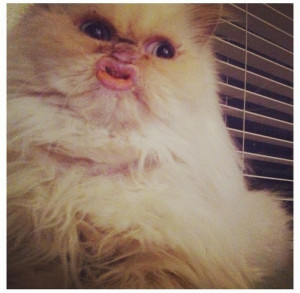 ... Hilarious Cat Selfies…#8 Is Just TOO Much. I Can’t Stop Laughing