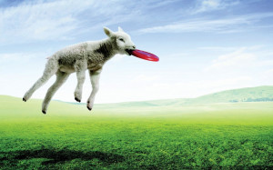 Funny Sheep | Wallpapers Design