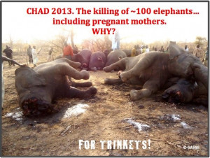 China must shut down its ivory factories and the ivory trade must be ...