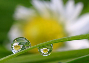 Dewdrop - A short story with an even deeper meaning and i just love ...