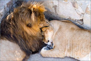 Pics of Lion And Lioness -- lion tenderly bitting his sleeping lioness