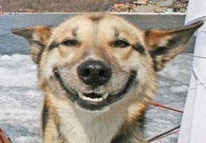 try not to smile at this smiling dog