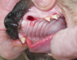 Tooth Decay, Toothache in Cats and Dental Problems in Cats