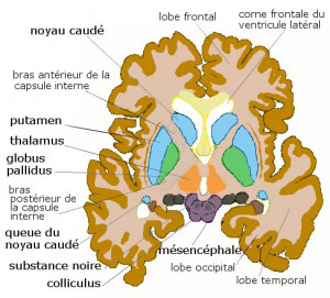 Description Axial basal-ganglia.jpg