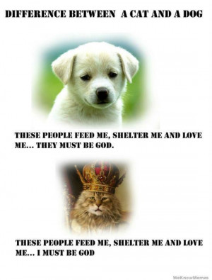 The Fundamental Difference between a #Cat and a #Dog #Lolzland #Lol # ...