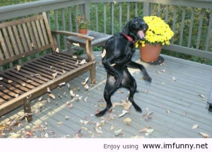 dance like a dog funny pictures funny quotes photos quotes