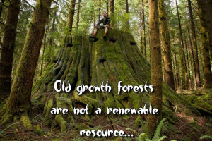 We want big trees, not big stumps!
