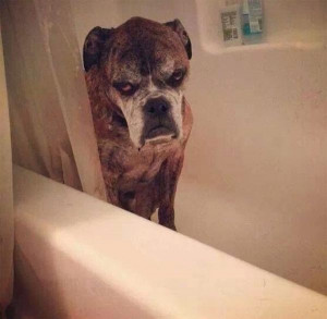 Adorable cats and dogs who really hate bath time (40 pics), funny pet ...
