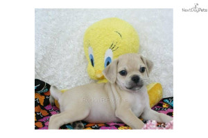 Russ Cute Puggle Puppy For