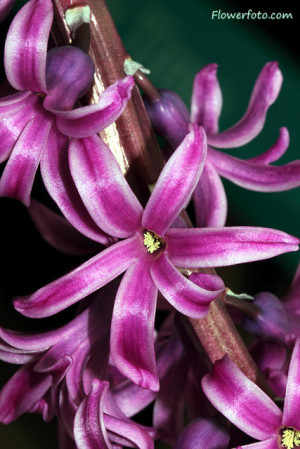 hyacinth color , Hyacinth Flowers