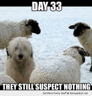 undercover dog animal sheep suspect nothing hiding snow white day 33 ...