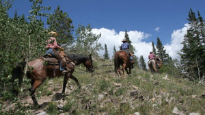 Black Mountain Ranch Colorado Horses