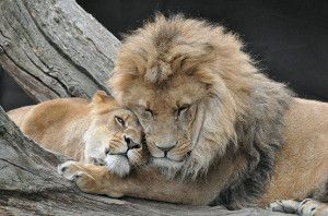 The love never dies. Love of loin and lioness in jungle.