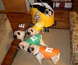 100 Funniest Dog Costumes for Halloween of All Time