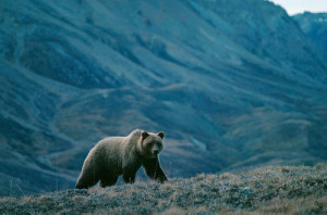 1k mountains nature bear wildlife wild canada Mammal Wilderness ursus ...