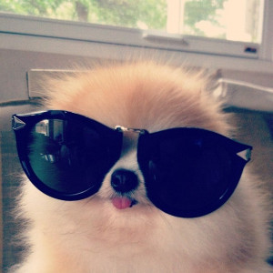 ... December, 2013 Comments Off on 25 Extremely Cool Dogs with Sunglasses