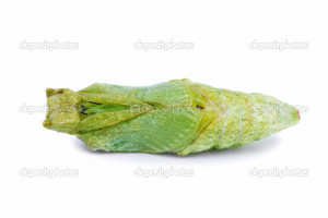 Butterfly Cocoon Isolated...