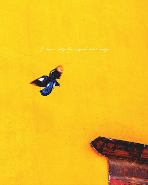 ... tune is heard on the distant hill for the caged bird sings of freedom