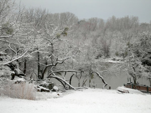 Snow Falling On Cedars Quotes