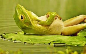 lounging frog best funny wallpapers share this free funny wallpaper on ...