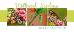 When used for fiber, milkweed is collected in the autumn after the ...