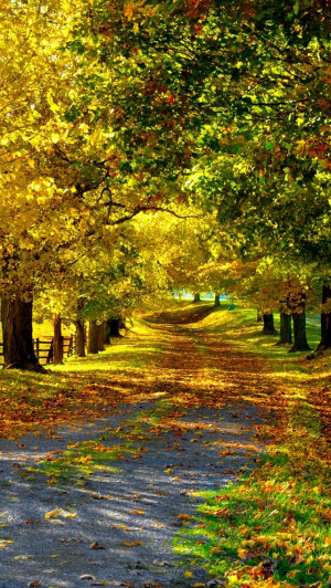 Naturaleza de otoño, las hojas amarillas, árboles, camino, valla ...