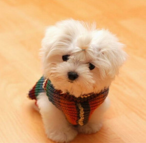 Cute Maltese