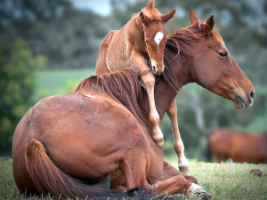 Baby horse and mom