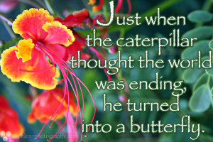 ... the caterpillar though his world was ending he turned into a butterfly