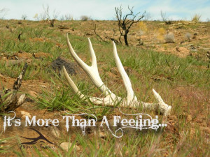 It's More Than A Feeling... hunting / hunting quotes / shed hunting ...
