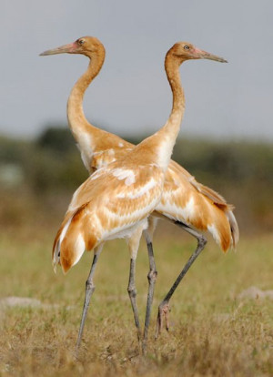 ... Whooping Cranes, Cranes Grus, Beautiful Birds, Cranes Twin, Twin