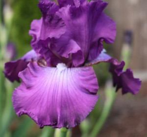 Purple Iris Picture Flower Pictures