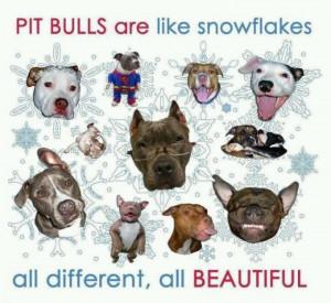Pit Bull Snowflakes