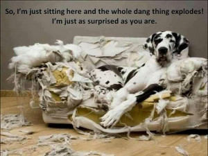 Great Dane and the exploding couch Funny dog photo with captions