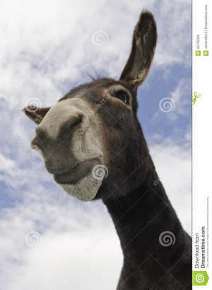 Funny Pouting Jackass Or Donkey Royalty Free Stock Image - Image ...