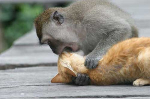 Via PBH2: Monkey Makes Out With A Cat