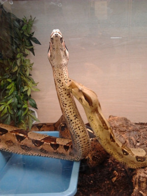 boa constrictor | TumblrGood Constrictor, Reptiles Stuff