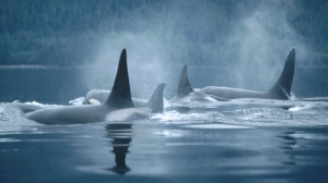 world groups canada orca british columbia 1920x1080 wallpaper Art HD ...