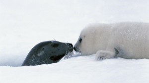 snow white seals animals canada mother harp 1920x1080 wallpaper Nation ...