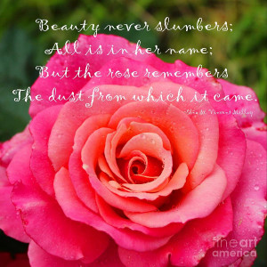 ... - Gentle Rose Always Remembers - Rose - Quote Fine Art Print