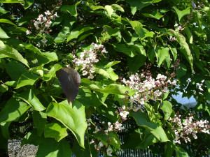 others especially the indian bean tree catalpa bignonioides take on