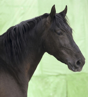 For the love of horses: Fun, soulful quotations from famous folks