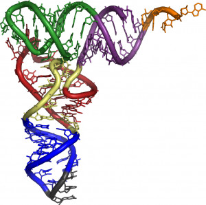Modelo 3d de la Molécula de ARN de transferencia
