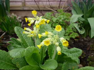Cowslips Cowslips Spring Sunshine Warmth Yellow