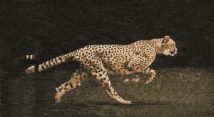 gif cat animals running Big Cat cheetah national geographic nat geo