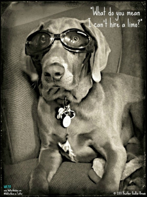 Funny Weimaraner